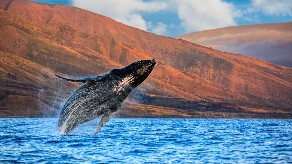 Maui Whale Watching