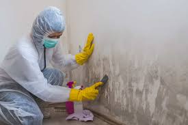 Mold Testing and Inspection Services: Understanding the Scope of the Problem Before Removal 